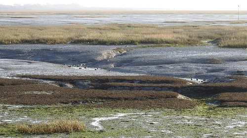 Saltmarsh at Chichester Harbour